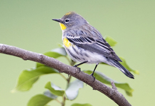 Yellow-rumped Warbler